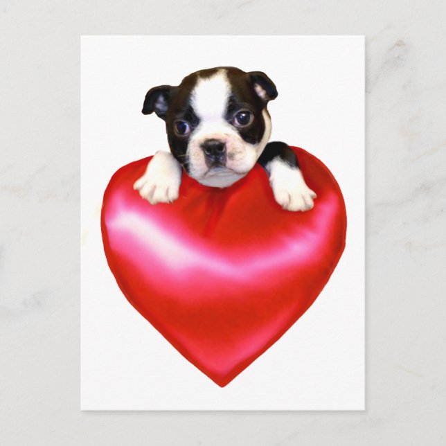 Love Boston Terrier postcard (Front)