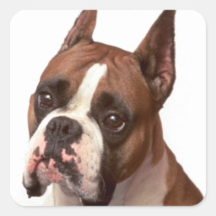 Love Boxer Puppy Dog Greeting Sticker