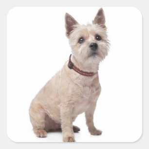 Love Cairn Terrier Puppy Dog Greeting Stickers