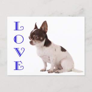Love Chihuahua Puppy Dog Post Card