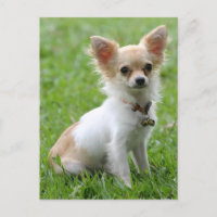 Love Chihuahua Puppy Dog Post Card
