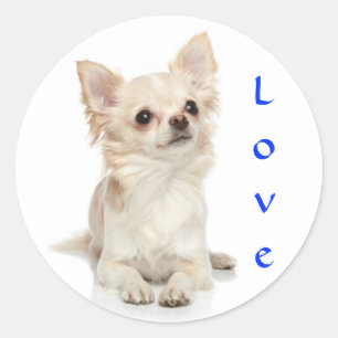Love Chihuahua Sticker