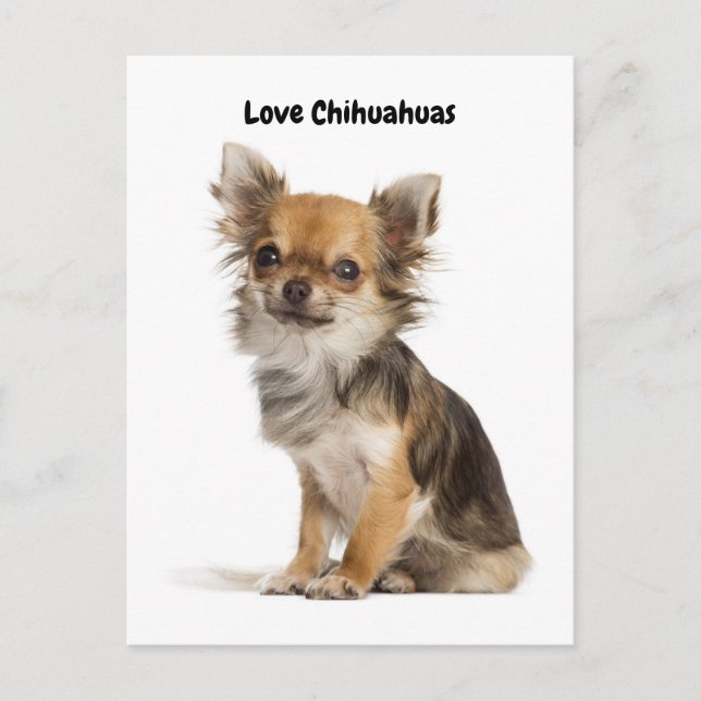 Love Chihuahuas Postcard (Front)