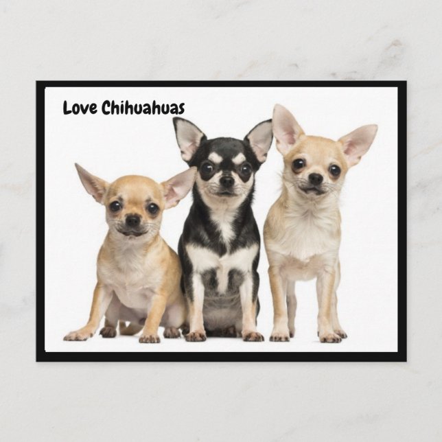 Love Chihuahuas postcard (Front)