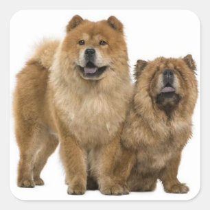 Love Chow Chow Chien Chien Stickers de voeux