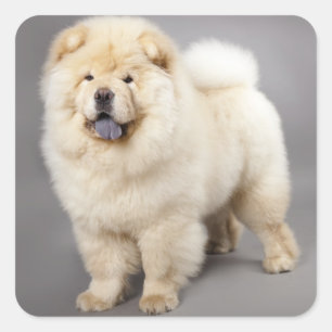 Love Chow Chow Puppy Dog Greeting Stickers