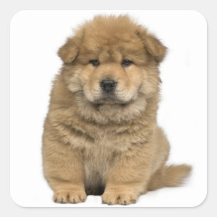 Love Chow Chow Puppy Dog Greeting Stickers