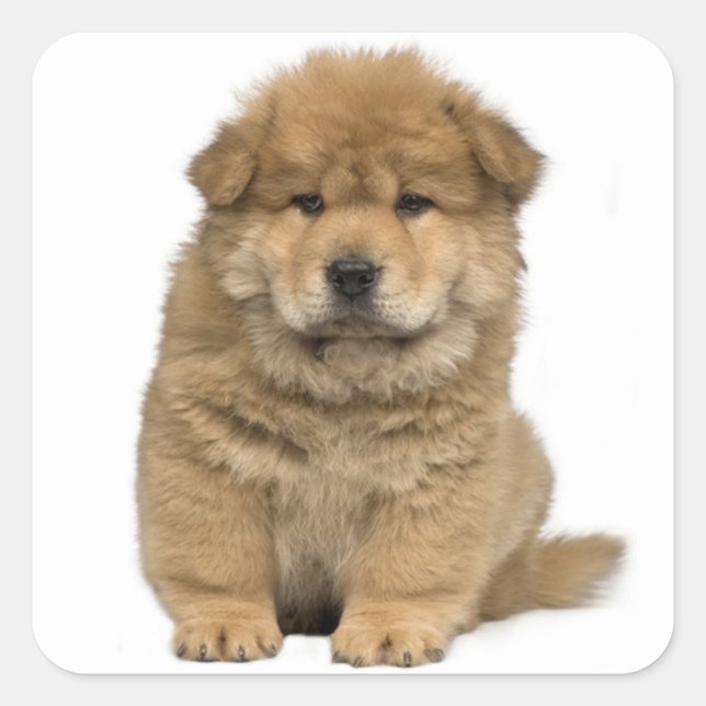 Love Chow Chow Puppy Dog Greeting Stickers (Front)