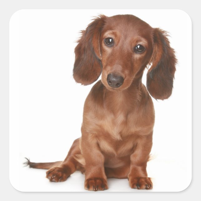 Love Dachshund Puppy Dog Sticker / Seal (Front)