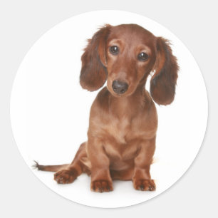 Love Dachshund Puppy Dog Sticker / Seal