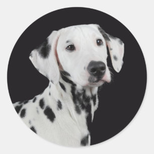 Love Dalmatian Puppy Dog Greeting Stickers