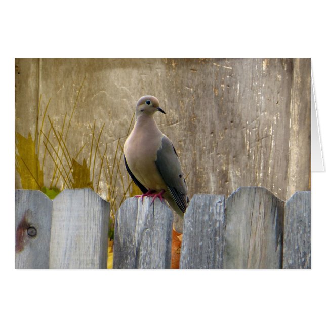 Love Dove Customizable (Front Horizontal)