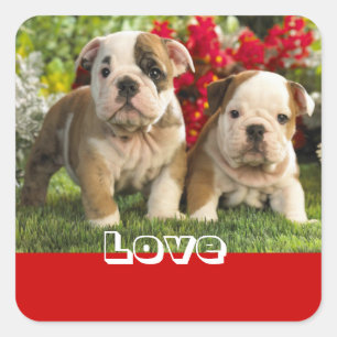 Love English Bulldog Puppy Dog Greeting Sticker