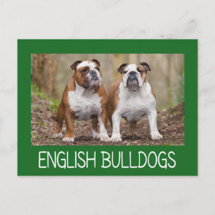 Love English Bulldog Puppy Dog Post Card