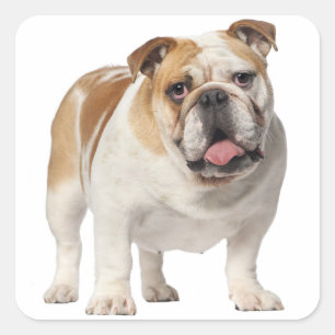 Love English Bulldog Puppy Dog Sticker / Seal