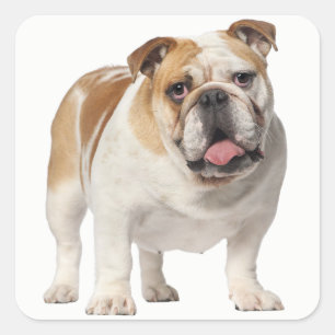 Love English Bulldog Puppy Dog Sticker / Seal