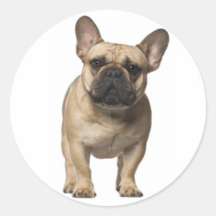 Love French Bulldog Brown Puppy Dog Classic Round Sticker