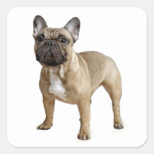 Love French Bulldog Puppy Dog Sticker / Seal