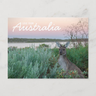 Love From Australia Kangaroo Sunset Lake Postcard