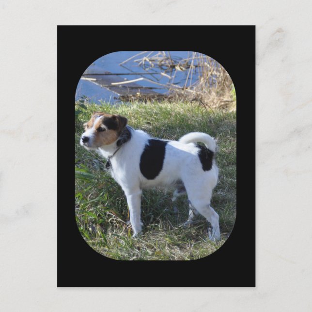 Love From The Dog by Janz Jack Russell Postcard (Front)
