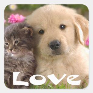 Love Golden Retriever Puppy And Kitten Stickers