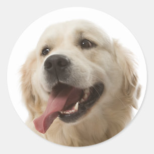 Love Golden Retriever Puppy Dog Stickers