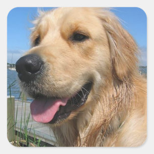 Love Golden Retriever Puppy Dog Stickers