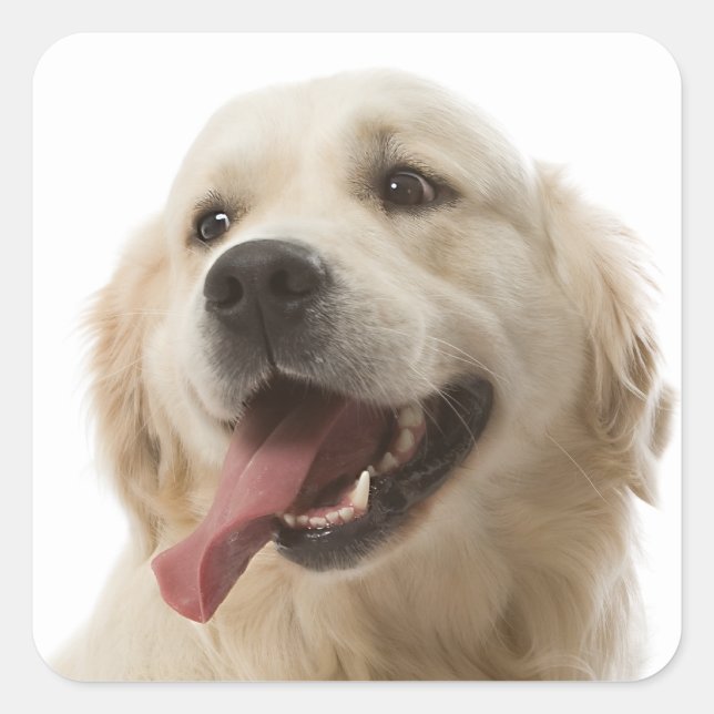 Love Golden Retriever Stickers Chien Chien Chien C (Devant)