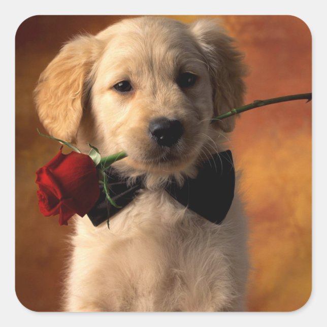 Love Golden Retriever Stickers Chien Chien Chien C (Devant)