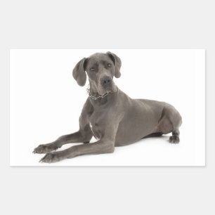 Love Great Dane Puppy Dog Sticker / Seal