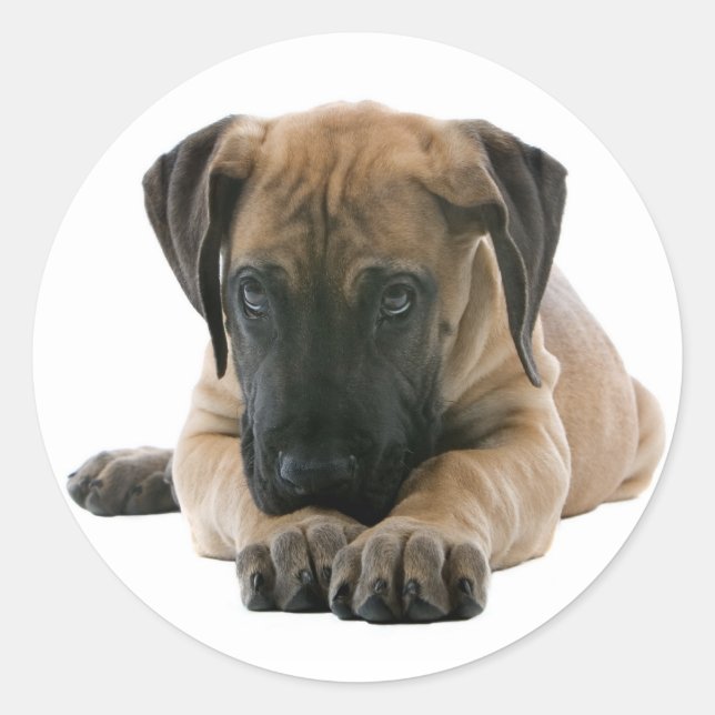 Love Great Dane Puppy Dog Sticker / Seal (Front)