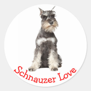 Love Grey Schnauzer Sticker Chien Chien Chien