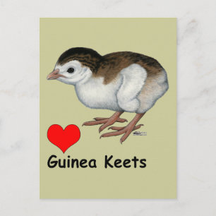 Love Guinea Keets Postcard