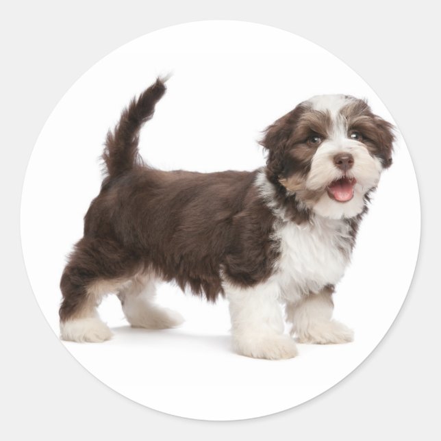 Love Havanese Chocolate Brown Puppy Dog Hello Classic Round Sticker (Front)