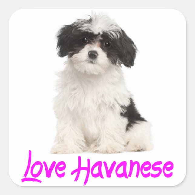Love Havanese Puppy Dog Sticker (Front)