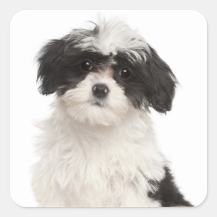 Love Havanese Puppy Dog Stickers Seal