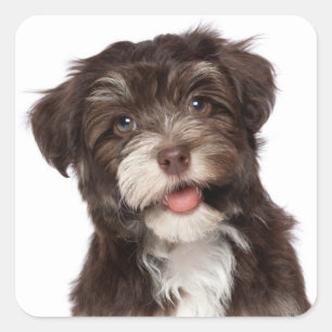 Love Havanese Puppy Dog Stickers Seal