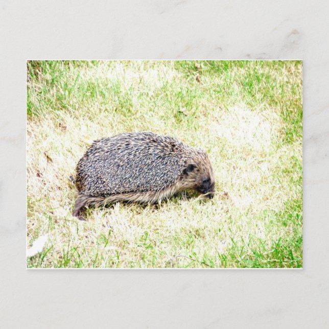 Love Hedgehogs Postcard (Front)