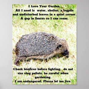 Love Hedgehogs Poster