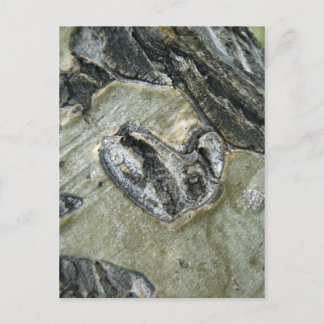 love in a tree postcard