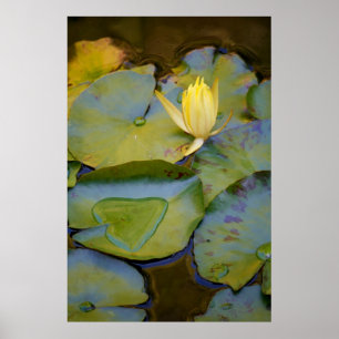 Love in A Water Lily Poster