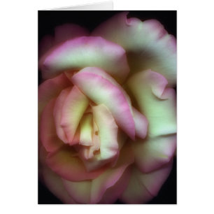 <Love is a Rose> by Nathan Griffith