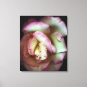 <Love is a Rose> by Nathan Griffith Canvas Print