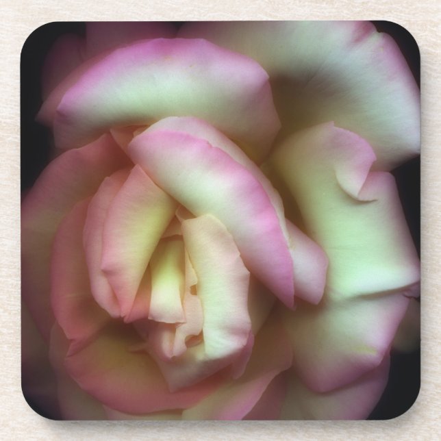 <Love is a Rose> by Nathan Griffith Coaster (Front)