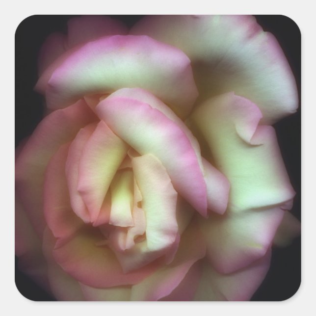 <Love is a Rose> by Nathan Griffith Square Sticker (Front)