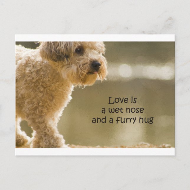 Love Is A Wet Nose And A Furry Hug Postcard (Front)