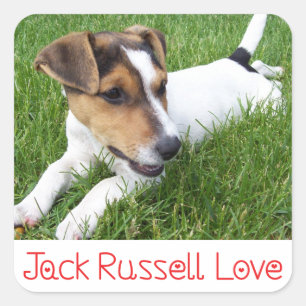 Love Jack Russell Terrier Puppy Dog Sticker / Seal