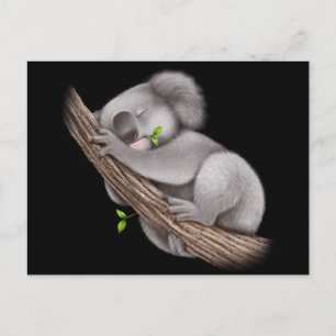 Love Koala Bears Postcard