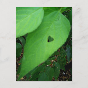 love leaf Postcard