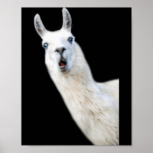 Love Llama Women Shirt Llama Lovers For Kids And G Poster